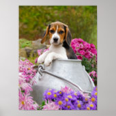 Poster Chien Beagle mignon chiot dans une église de lait, (Devant)