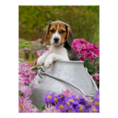Poster Chien Beagle mignon chiot dans une église de lait  (Devant)
