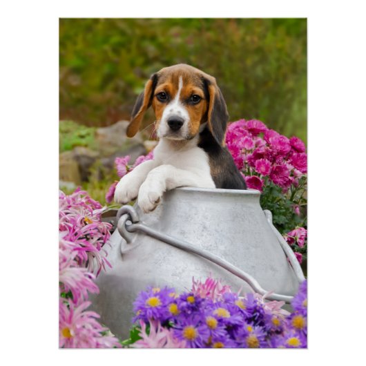Poster Chien Beagle mignon chiot dans une église de lait  (Devant)