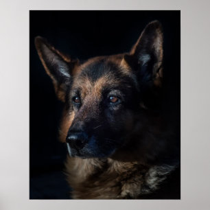 Poster Chien berger allemand