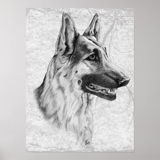 Poster Chien berger allemand (Devant)