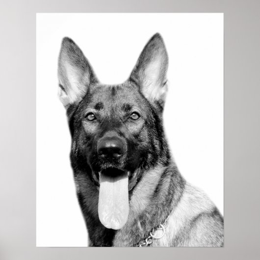 Poster Chien berger allemand animal de compagnie photo no (Devant)