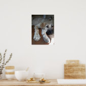 Poster Chien berger anatolien (Cuisine)