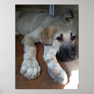 Poster Chien berger anatolien