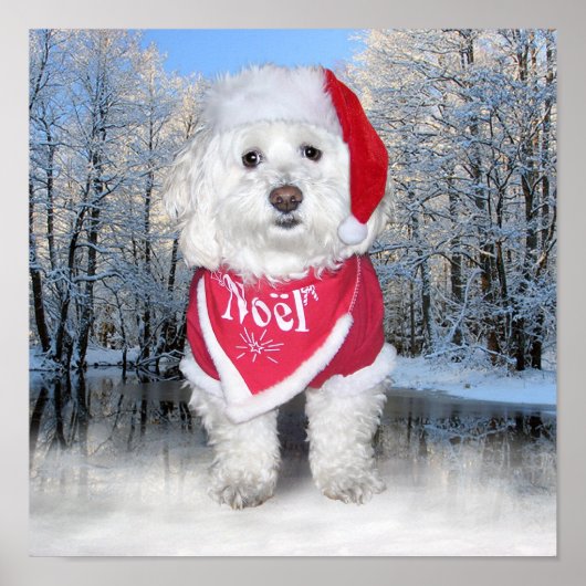 Poster Chien Bichon Frise de Noël (Devant)