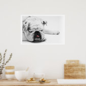 Poster Chien blanc dormant (Cuisine)