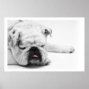 Poster Chien blanc dormant