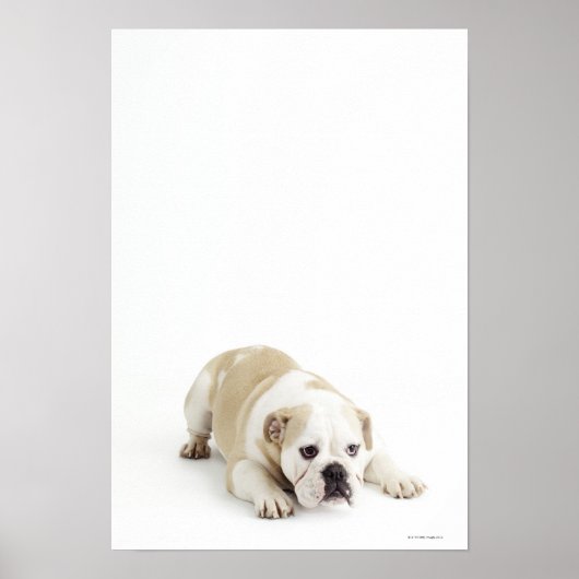 Poster Chien blanc et tacheté (Devant)