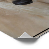 Poster Chien Blonde Saluki (Coin)