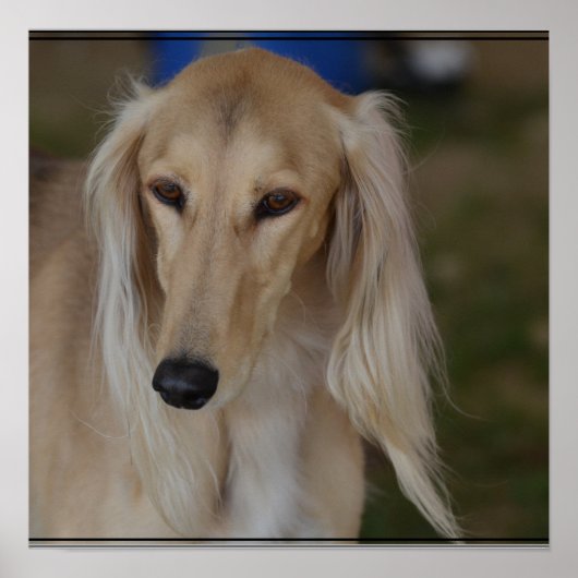 Poster Chien Blonde Saluki (Devant)