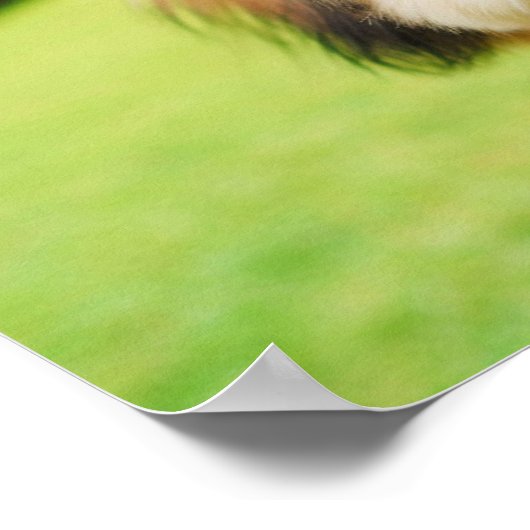 Poster Chien bouffé aux grands yeux | Image Joyeuse de an (Coin)