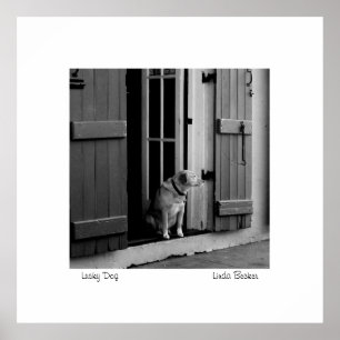 Poster Chien chanceux par Linda Becker PhotoArt