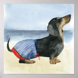 Poster Chien chaud   Chiot Dans Les Troncs De Baignade