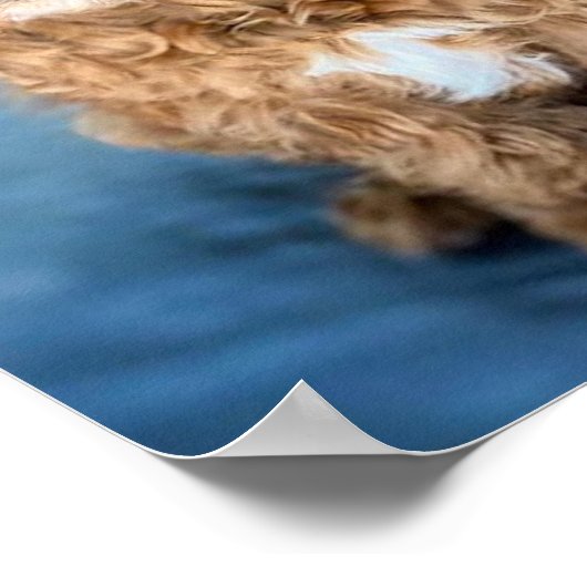 Poster Chien Chien Chien Chien Chien Chien Chien adorable (Coin)