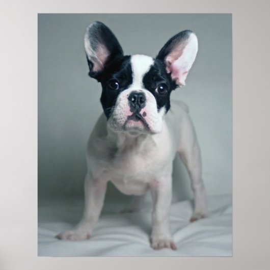 Poster Chien-chien français à l'attention (Devant)