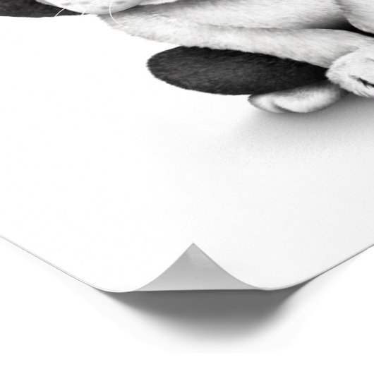 Poster Chien chiot français mignon sur blanc (Coin)