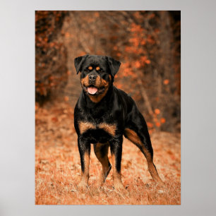 Poster Chien chiot Rottweiler
