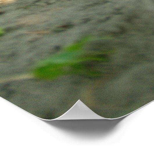 Poster Chien Chou Mignonne Qui Mène Dans Le Sable (Coin)