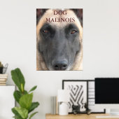 Poster chien d'affiche malinois (Bureau à domicile)