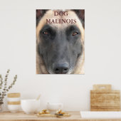 Poster chien d'affiche malinois (Cuisine)