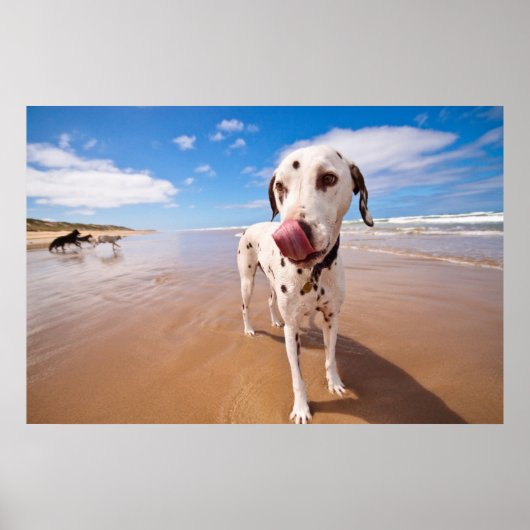 Poster Chien Dalmatien Sur La Plage (Devant)