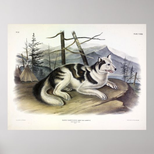 Poster Chien d'Amérique (Chien du fleuve Mackenzie) par A (Devant)