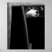 Poster Chien dans la fenêtre (Devant)