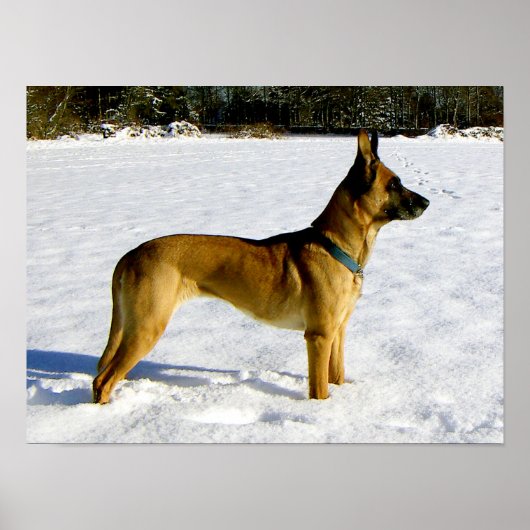 Poster Chien dans la neige (Devant)