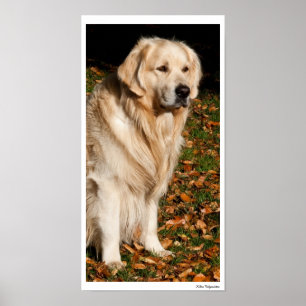Poster Chien d'automne