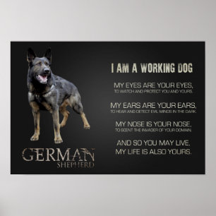 Poster Chien de berger allemand de travail - GSD