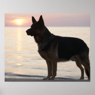 Poster Chien de berger allemand sur la baie géorgienne,