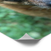 Poster Chien de bétail australien (Coin)