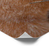 Poster Chien de bétail australien rouge - Heeler - dans l (Coin)