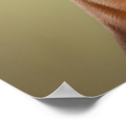 Poster Chien de boîte cool (Coin)