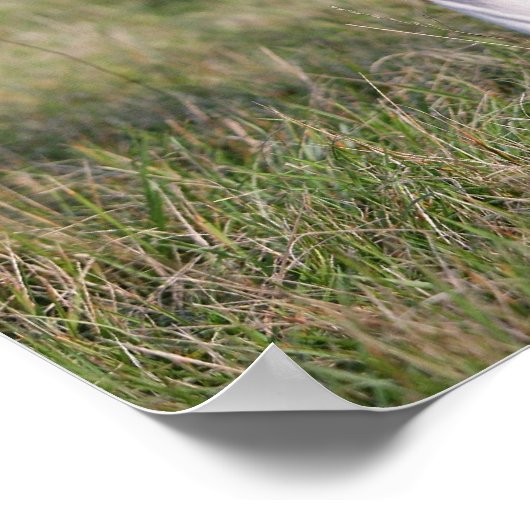 Poster Chien de boîte debout (Coin)