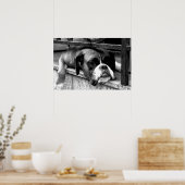 Poster Chien de boîte sur la fenêtre de rebord (Cuisine)