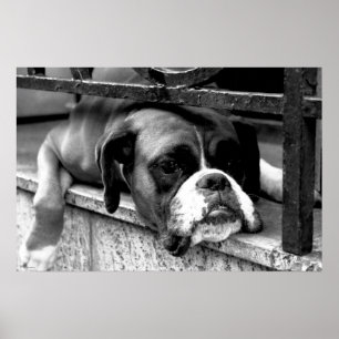 Poster Chien de boîte sur la fenêtre de rebord