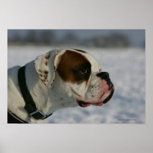 Poster Chien de boxe dans la neige