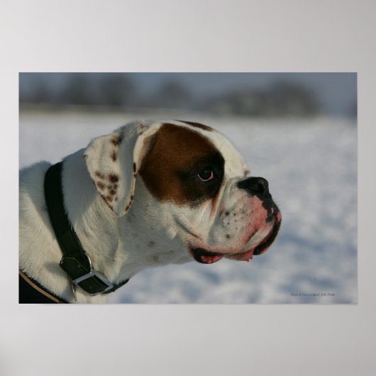 Poster Chien de boxe dans la neige (Devant)