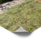 Poster Chien de boxe de la faune debout (Coin)