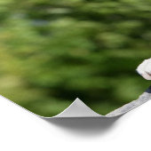 Poster Chien de boxe posé sur un rocher (Coin)