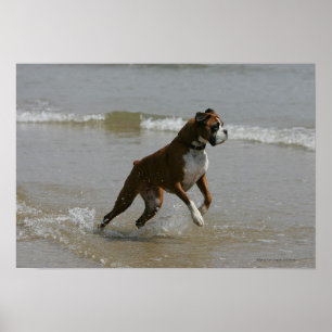 Poster Chien de boxeur dans l'eau