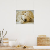 Poster Chien de caniche couché 2 (Cuisine)