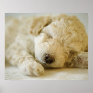 Poster Chien de caniche couché 2