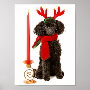 Poster Chien de caniche noir de jouet de Noël habillé