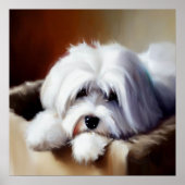 Poster Chien de Coton de Tulear (Devant)