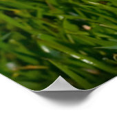 Poster Chien de Fox Terrier. (Coin)