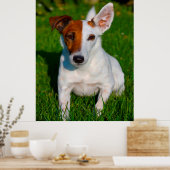 Poster Chien de Fox Terrier. (Cuisine)
