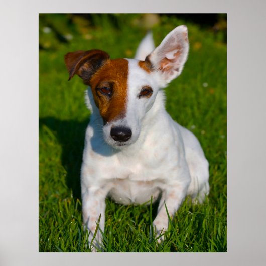Poster Chien de Fox Terrier. (Devant)