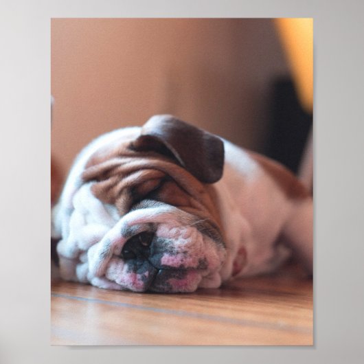 Poster Chien de garde et Chien blanc (Devant)